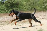 DOBERMANN 786